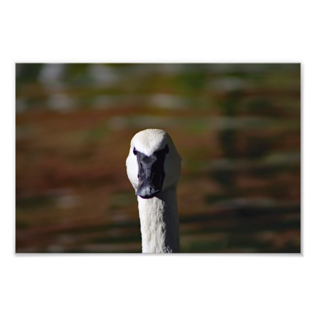 Los Angeles Zoo Fotodruck (Vorne)