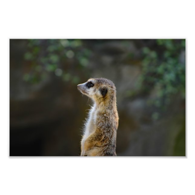Los Angeles Zoo Fotodruck (Vorne)