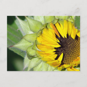 Los! Eine Sonnenblume ist Geboren Postkarte