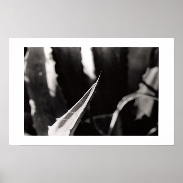 Los Magueyes Poster (Vorne)