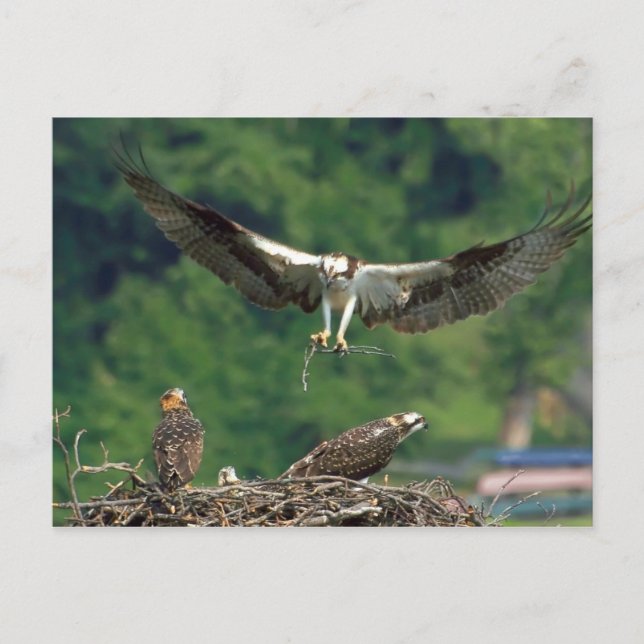 Löschen Sie die Piste. Postkarte (Vorderseite)