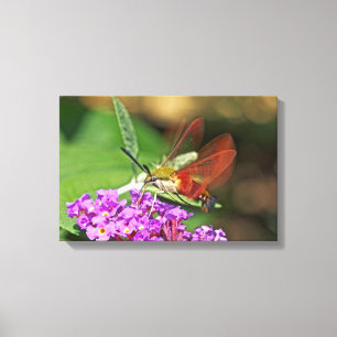 Löschen von Hummingbird Hawk Moth Leinwanddruck