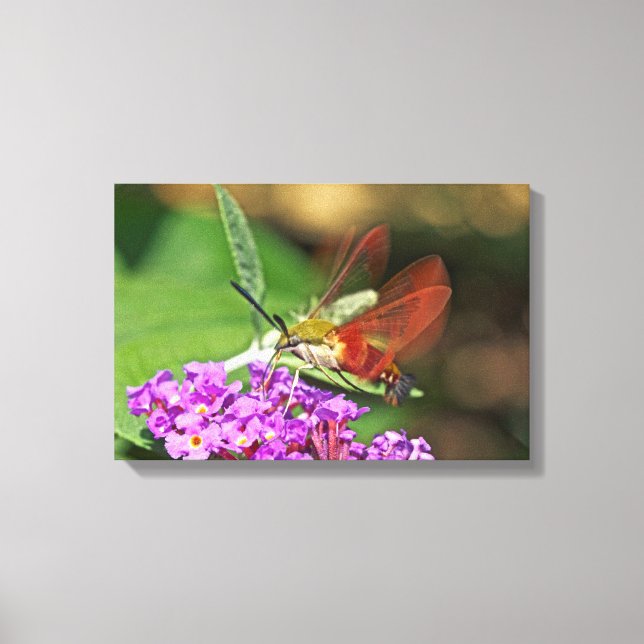 Löschen von Hummingbird Hawk Moth Leinwanddruck (Vorderseite)