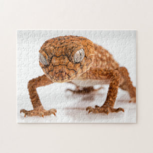 Lose Lizard Glaring Gecko Foto Puzzle