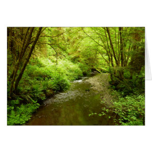Lost Man Creek I im Redwood National Park