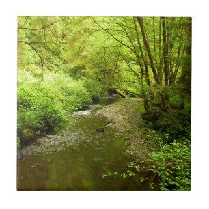 Lost Man Creek I im Redwood National Park Fliese