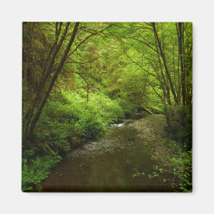 Lost Man Creek I im Redwood National Park Magnet