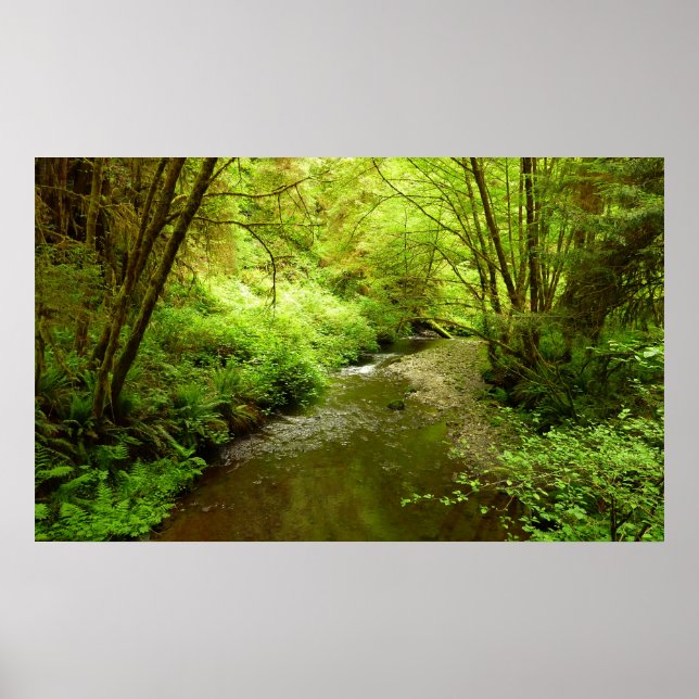 Lost Man Creek I im Redwood Nationalpark Poster (Vorne)