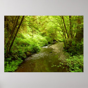 Lost Man Creek I im Redwood-Nationalpark Poster