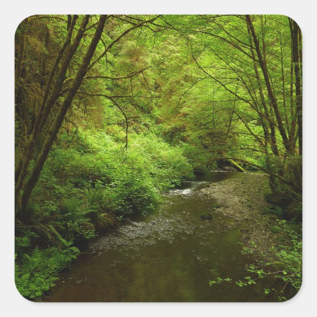 Lost Man Creek I im Redwood Nationalpark Quadratischer Aufkleber (Vorderseite)