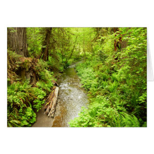 Lost Man Creek II im Redwood National Park