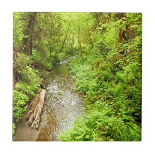 Lost Man Creek II im Redwood National Park Fliese