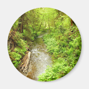 Lost Man Creek II im Redwood National Park Magnet