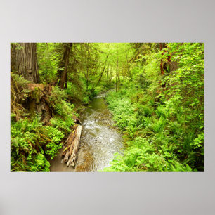 Lost Man Creek II im Redwood National Park Poster