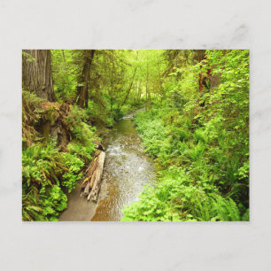 Lost Man Creek II im Redwood National Park Postkarte