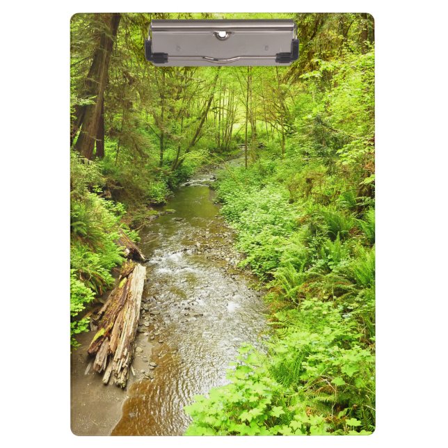 Lost Man Creek II - Redwood Nationalpark Klemmbrett (Vorderseite)