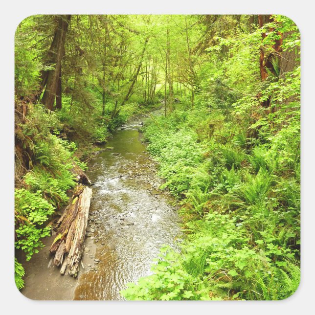 Lost Man Creek II - Redwood Nationalpark Quadratischer Aufkleber (Vorderseite)