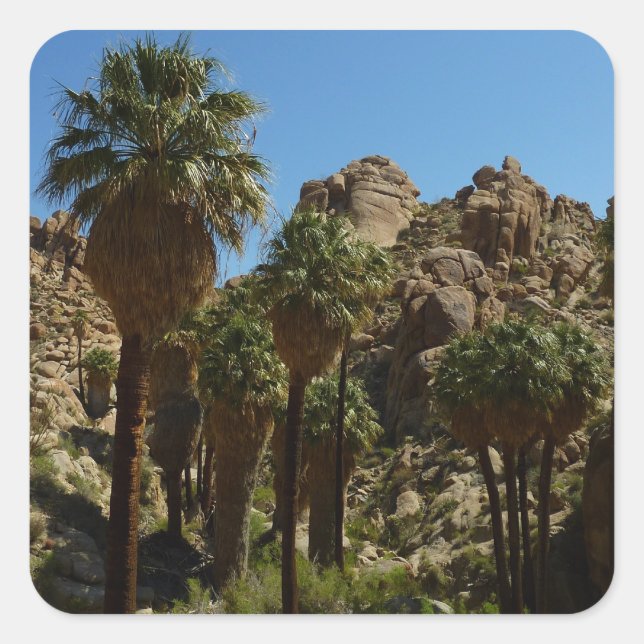 Lost Palms Oasis I at Joshua Tree National Park Quadratischer Aufkleber (Vorderseite)