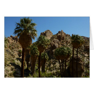 Lost Palms Oasis I im Joshua-Tree-Nationalpark