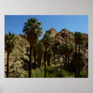 Lost Palms Oasis I im Joshua-Tree-Nationalpark Poster