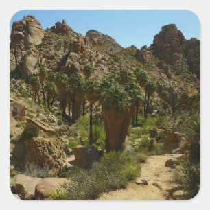 Lost Palms Oasis II im Joshua Tree National Park Quadratischer Aufkleber