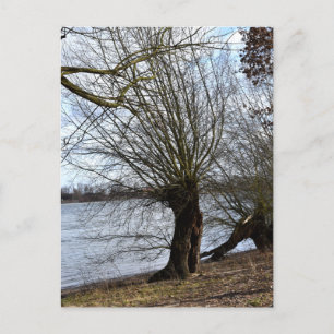Lost Places , alter Baum am Ufer des Flusses Postkarte