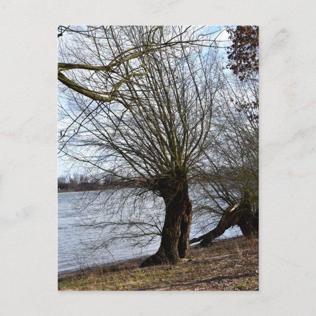 Lost Places , alter Baum am Ufer des Flusses Postkarte (Vorderseite)