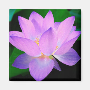 Lotos-Blume Magnet