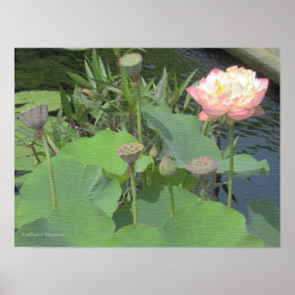 Lotos im Garten Poster