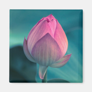 Lotos-Wasser-Lilien-Blume Magnet