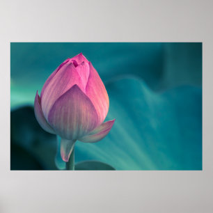 Lotos-Wasser-Lilien-Blume Poster