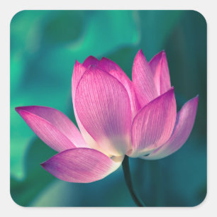Lotos-Wasser-Lilien-Blume Quadratischer Aufkleber