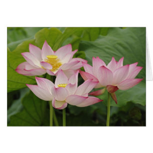 Lotosblume, Nelumbo nucifera, China 2
