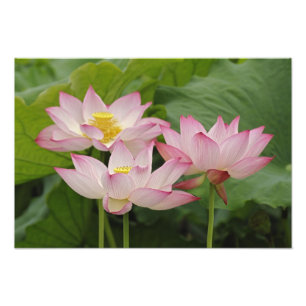 Lotosblume, Nelumbo nucifera, China 2 Fotodruck