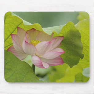 Lotosblume, Nelumbo nucifera, China Mousepad