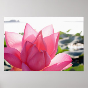 Lotosblume [Nelumbo speciosum] in voller Blüte Poster