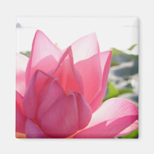 Lotosblüte [Nelumbo speciosum] in voller Blüte Magnet