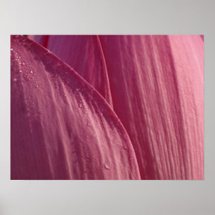 Lotosblütenblätter Rosa Floral Poster