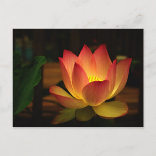 Lotus 1 postkarte