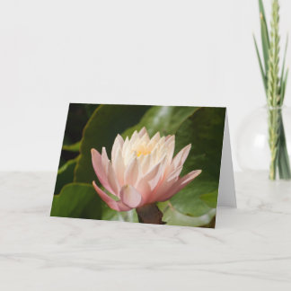 Lotus #2560 karte