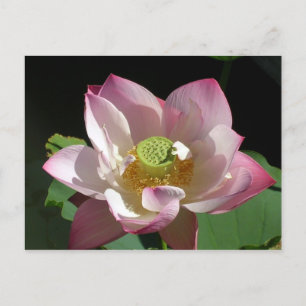 Lotus Ankündigungspostkarte
