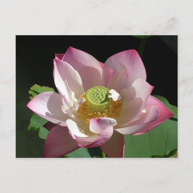 Lotus Ankündigungspostkarte (Vorderseite)