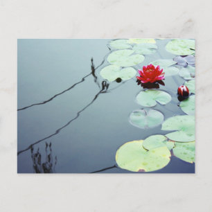 Lotus auf Wasser Postkarte