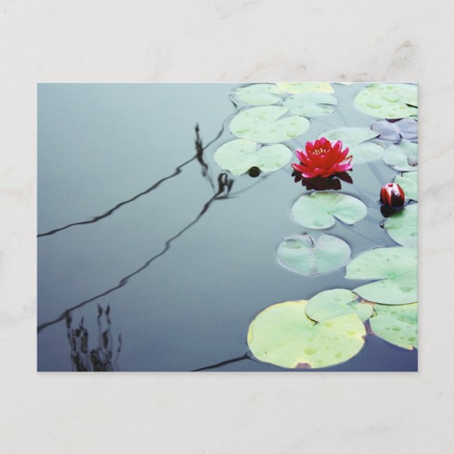 Lotus auf Wasser Postkarte (Vorderseite)