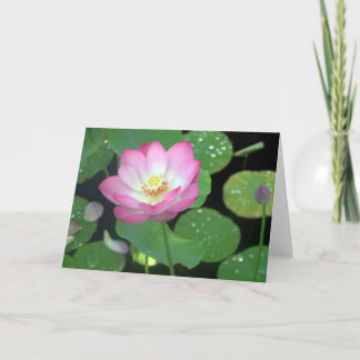 Lotus Beauty Karte