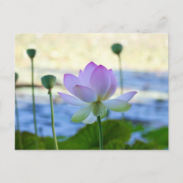 Lotus Bloom Postkarte (Vorderseite)