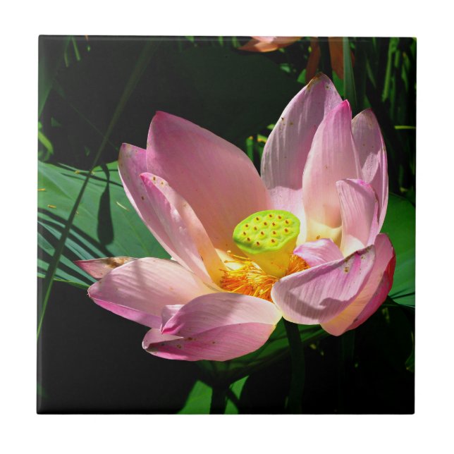 Lotus Blossom Fliese (Vorderseite)