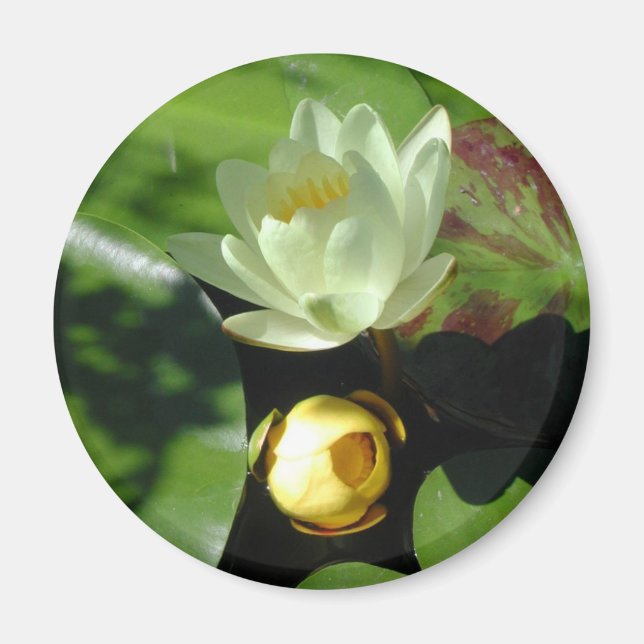 Lotus Blossom Magnet (Vorne)