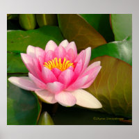 LOTUS BLOSSOM, PINK MIT GOLDZENTRUM AUF LILY PADS