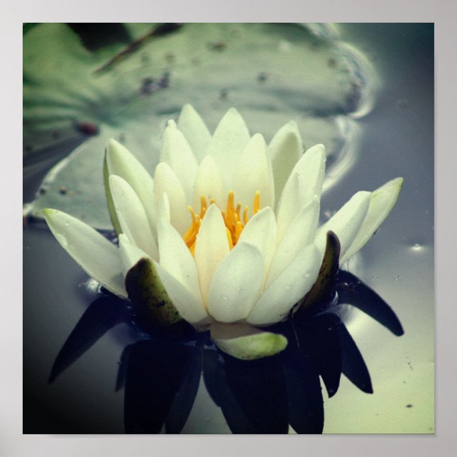 Lotus Blossom Poster (Vorne)